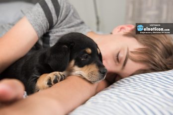 5 beneficios de dormir con tu perro, ¡es lo máximo!