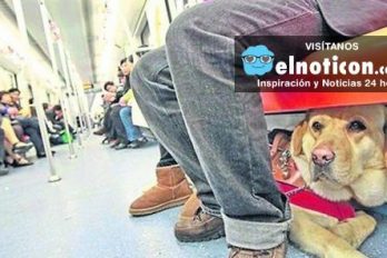 Ya es ley: las mascotas podrán viajar en metro en Buenos Aires