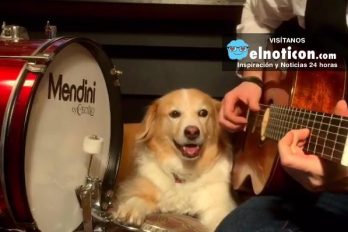Cuando tu perro se convierte en el mejor compañero musical