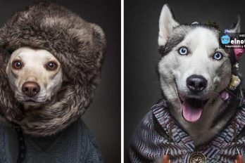 Estas fotos que muestran cómo se verían los perros si se vistieran como humanos