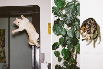 Gatos que fueron retratados justamente en la mitad de sus hábiles saltos