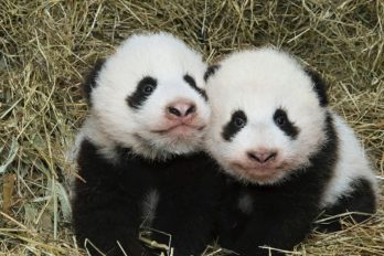 Estos pandas gemelos fueron bautizados en una ceremonia y sus nombres son tan adorables como ellos