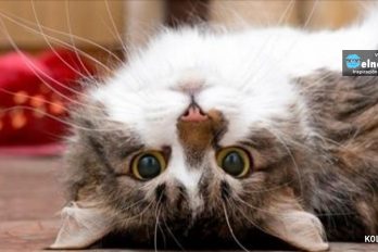Científicos explicaron cómo los gatos nos alargan la vida﻿