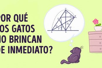 Científicos comprobaron que los gatos entienden de física