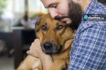 Estudio revela que los perros tienen memoria y se acuerdan lo que hacen sus dueños