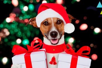 10 Regalos de navidad para tu perro, ¡son hermosos todos!