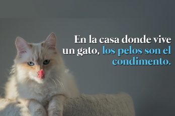 En la casa donde vive un gato, los pelos son el condimento