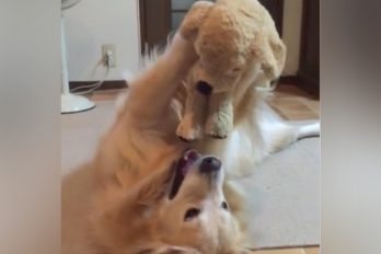 La emoción y el amor con que esta perrita juega con su peluche llena realmente el alma