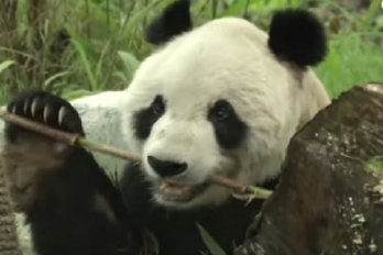 Murió panda más viejo del mundo, ¡triste noticia!