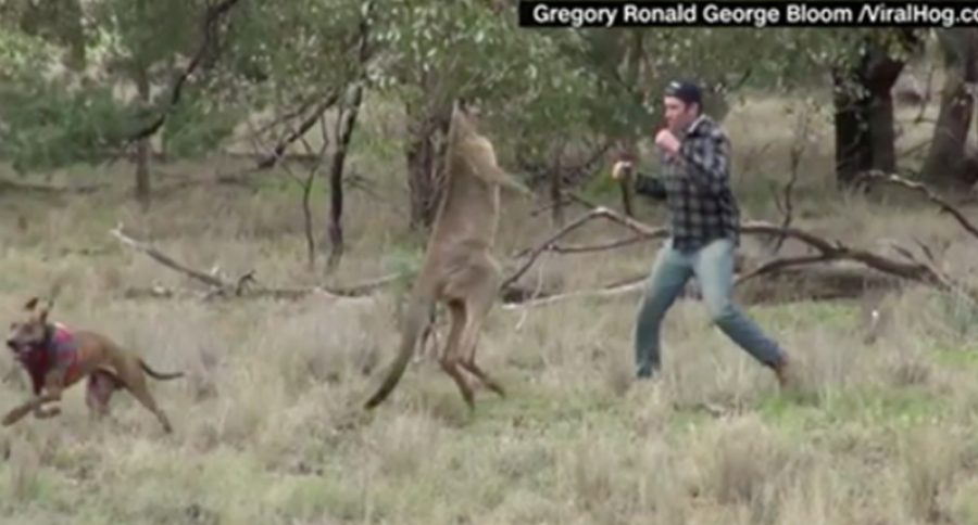 Un hombre boxea con un canguro para salvar a su perro
