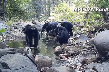 ¡Qué ‘pilos’! Estos chimpancés fueron grabados mientras ‘pescaban’. Te sorprenderá la manera como consiguen su comida