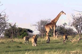 Te conmoverá el valor de esta jirafa al defender a su cría. ¡Querrás salir corriendo a abrazar a tu mamá!