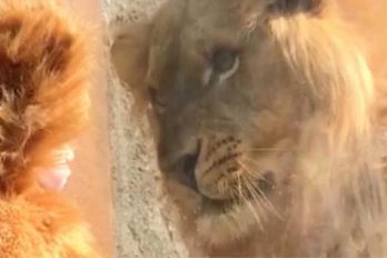 La tierna reacción de un león al ver a un niño disfrazado como él