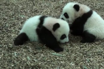 Mira los primeros pasos de estas adorables crías de panda