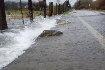 ¡Impresionante! Salmones cruzan una carretera inundada en el estado de Washington. ¡Típico en ellos buscar la ruta más difícil!