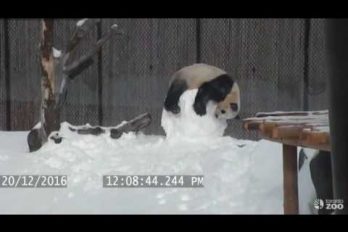 Advertencia: estas imágenes son terriblemente tiernas: la despiadada batalla entre un panda y un muñeco de nieve. ¿Quién ganará?
