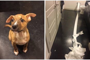 Este cachorrito quiso limpiar su propio pipí con papel higiénico. La gente ya lo está adorando