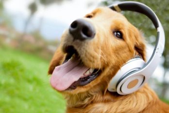 ¿Escuchas música en todo momento en todo lugar? 5 beneficios para tu salud