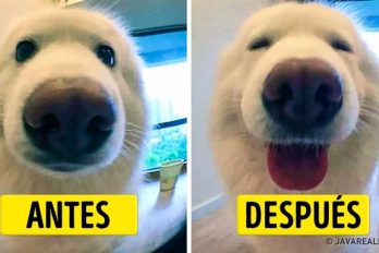 15 Fotos que demuestran lo importante que es decirles palabras de cariño a nuestras mascotas