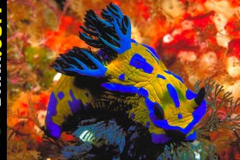 Los 10 animales marinos más coloridos del mundo, ¡hermosos!