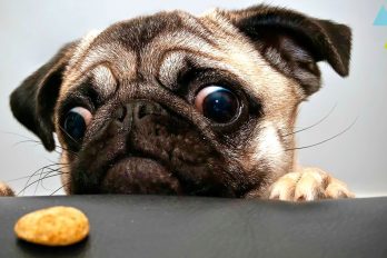 10 alimentos que están envenenando a tu perro, ¡ten muuucho cuidado!