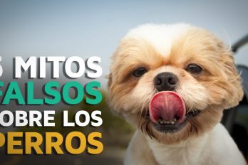 5 Mitos FALSOS sobre los perros, ¡quedarás con la boca abierta!