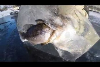¡Realmente extraordinario! Pescadores encuentran un pez que quedó congelado mientras engullía a su presa