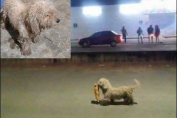 De ladrón a héroe del ‘gasolinazo’ en México: premian a Max, el perro saqueador. ¡Qué ternura!