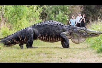 ¿Volvieron los dinosaurios? Turistas graban a este enorme cocodrilo en Florida. ¿Será real?