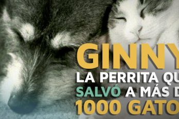 Ginny, la perrita que salvó a más de 1000 gatos, ¡like por ella!