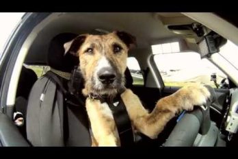 Porter, el perrito que maneja carro como un profesional, ¡es divino!