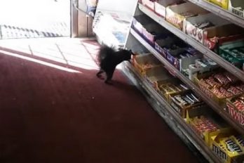 ¡In fraganti! Captan en video a una ardilla que ya se ha robado más de 50 chocolatinas de un supermercado en Toronto. ¡Qué habilidad!
