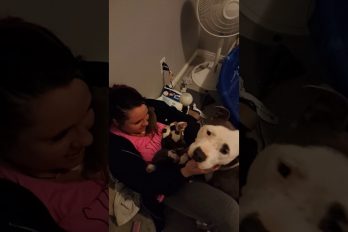 Una pitbull comparte sus cachorros con la mujer que la rescató cuando estaba embarazada. ¡Qué gesto tan conmovedor!