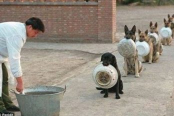 ¡Bellísimos! Estos son los perros más disciplinados del mundo