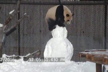 Oso panda vs hombre de nieve. ¡No pararás de reír con esta ternura!