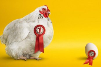 Las gallinas saben contar y tienen conciencia de sí mismas, ¡que lindas!