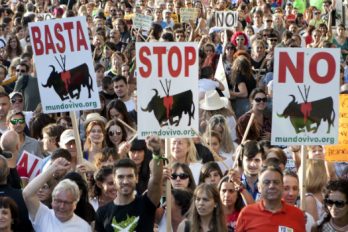 Con proyecto de ley Gobierno busca prohibir las corridas de toros en el país