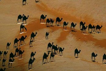 Nueva ilusión óptica de camellos ¡está enloqueciendo las redes sociales!