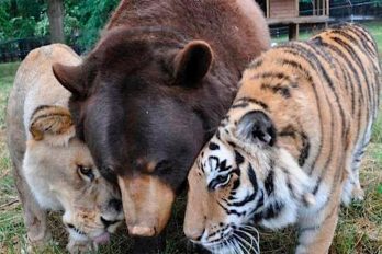 La bondad de los animales: oso, tigre y león se convierten en grandes amigos, ¡que viva la naturaleza!