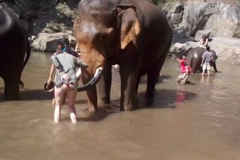 ¡Impactante! El desafortunado incidente de esta turista con un elefante. ¡Afortunadamente salió ilesa!