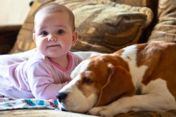 8 cosas que tu hijo debe saber antes de tener una mascota
