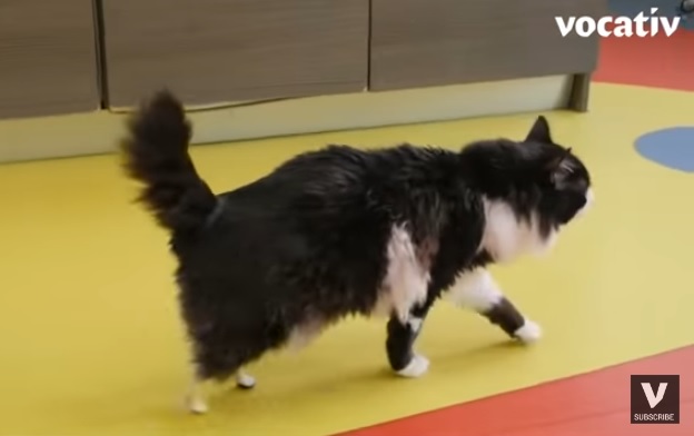 El gato que con la ayuda de dos prótesis volvió a caminar