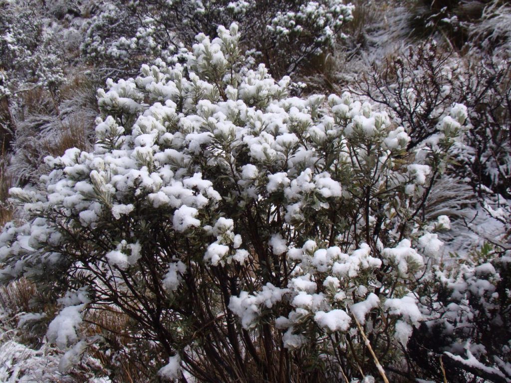 Después de 10 años, volvió a caer nieve en el Parque los Nevados