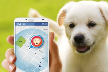 El dispositivo que le permitirá rastrear la ubicación de tu mascota llegó a Colombia