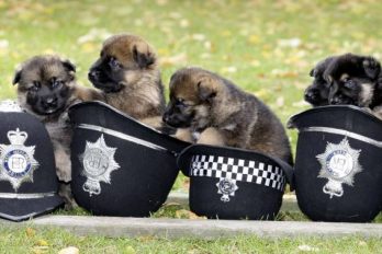 Los 10 perros policía más lindos y efectivos del mundo, ¡son muuuy astutos!