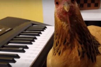 ¿Ya conoces a Jokgu, el pollo músico?, ¡es toda una sensación en redes!