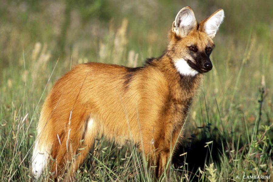 ¿Conoces el Lobo Guará? ¡te sorprenderá leer ésto!