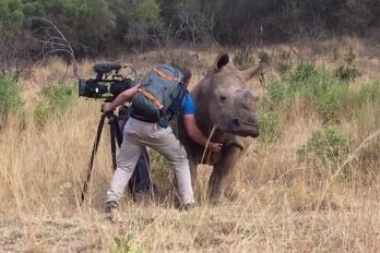 ¿Para qué crees que se aceró esta rinoceronte al camarógrafo Garth de Bruno Austin? ¡Impresionantemente hermoso!