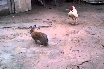 ¡Gallo vs. Conejo! La inédita pelea de la naturaleza que se volvió viral. ¿Quién crees que gana?