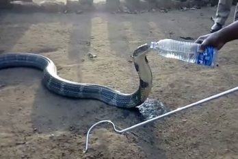 Típico: tu mascota, una cobra de 3 metros, tiene sed y le das agua de una botella… ¡Extreeemo!